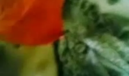 কোঁকড়ানো ক্রীতদাস অধিকার রুক্ষ চুদাচুদি গলপ বালিকা