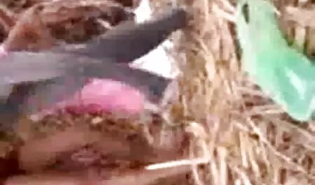 প্রথম কে স্মৃতিচারণায়-টোরি কালো-পূর্ণ বউয়ের সাথে চুদাচুদি 1080 পি