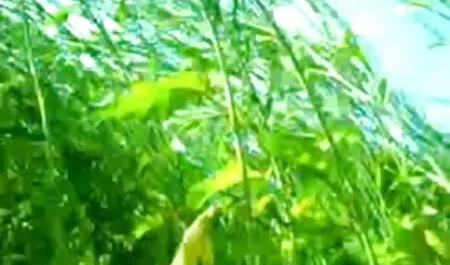 মেয়ে সমকামী বোনের সাথে চুদাচুদি